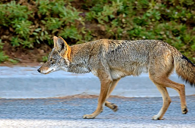 Coyote in Port Hope